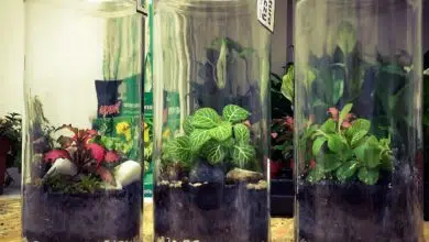 Ogród w słoiku - jak zrobić i pielęgnować? 4