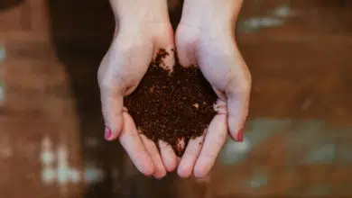 Najważniejsze zabiegi pielęgnacyjne w ogrodzie 11