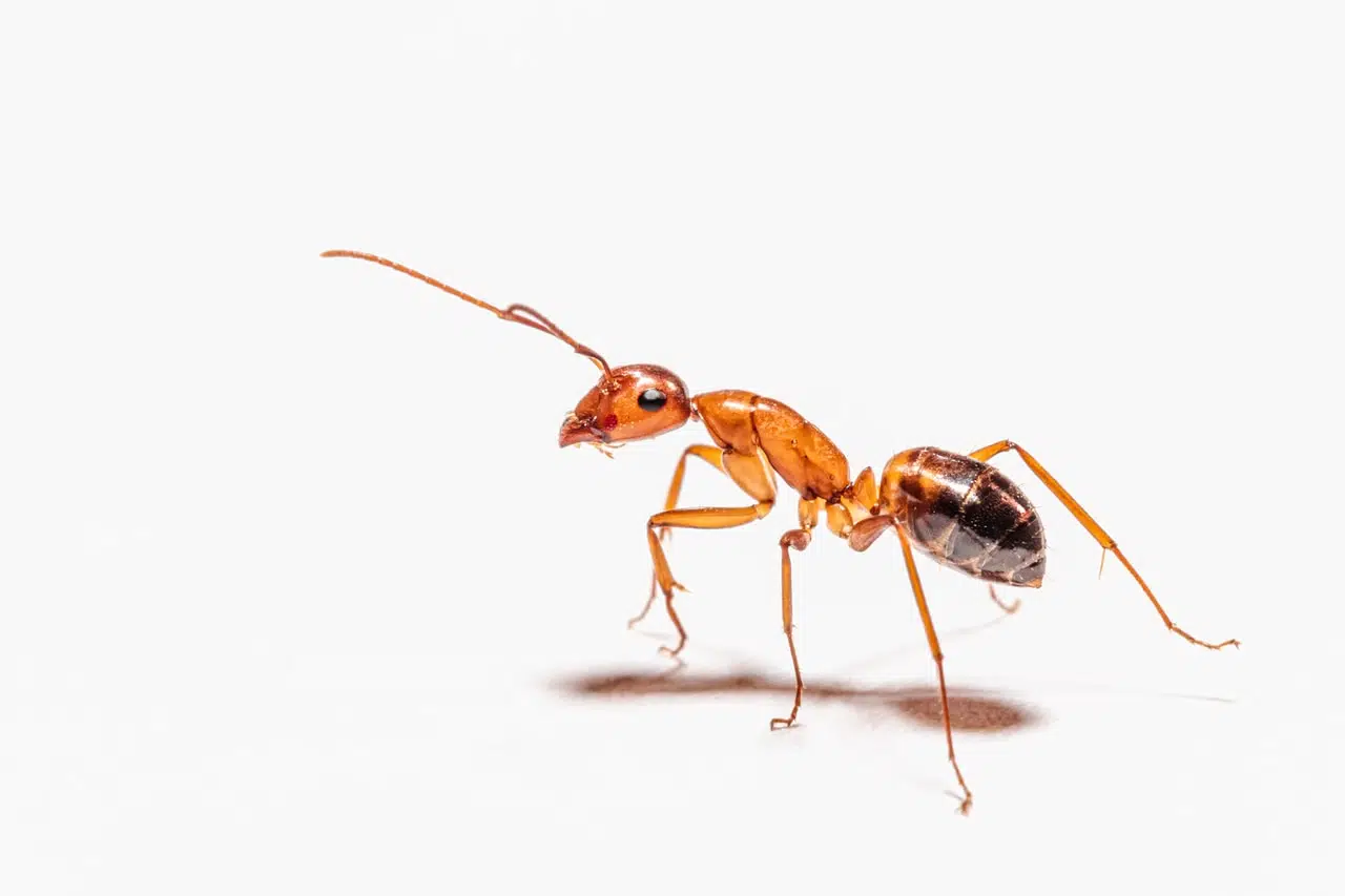 Jak skutecznie zwalczyć mrówki w domu? 1