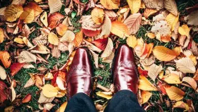 Jak przygotować swój ogród na czas jesienno-zimowy? 3