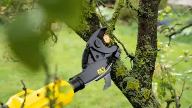 Jakie drzewa i krzewy przycinamy jesienią? Jak to robić? 6