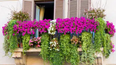 Jakie kwiaty na balkon wybrać? Najładniejsze kwiaty balkonowe 2