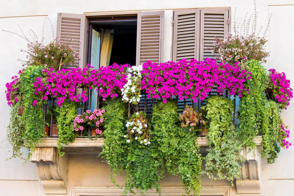 Jakie kwiaty na balkon wybrać? Najładniejsze kwiaty balkonowe 1