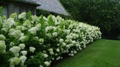 10 najpiękniejszych krzewów ogrodowych, które zakwitną na wiosnę 6