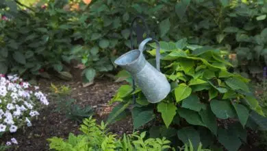 Wiosenne porządki w ogrodzie 7