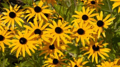 Sprawdzone rośliny na słoneczne rabaty - co wybrać? 7