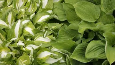 Hosty-Funkie - ozdobne rośliny nie tylko do ogrodu skalnego 4