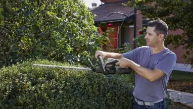 Jakie prace ogrodowe wykonywać latem? 8