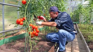 Przycinanie pomidorów - podstawowe zasady i korzyści 3