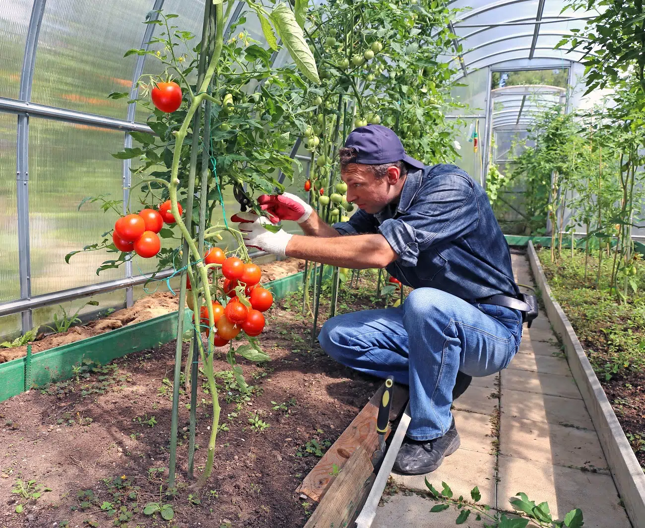 Przycinanie pomidorów - podstawowe zasady i korzyści 1