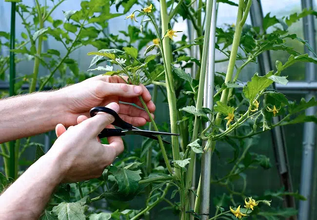 Przycinanie pomidorów - podstawowe zasady i korzyści 2