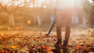 Jesienne prace w ogrodzie- na jaką dmuchawę do liści warto się zdecydować? 1