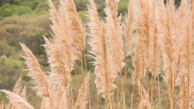 Trawa pampasowa – popularna dekoracyjna trawa ogrodowa