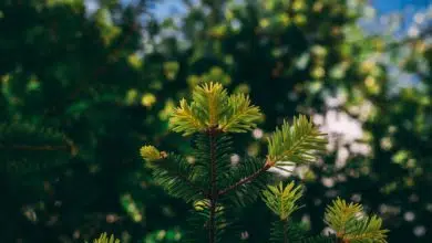 Jak pielęgnować drzewka iglaste? 9