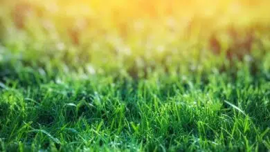 Zakładanie trawników z siewu - jakimi zasadami warto się kierować? 7