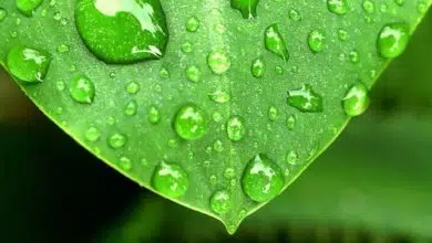 Przycinanie traw ozdobnych - kiedy wykonywać? 1