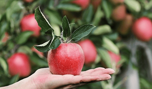 jabłka z własnego sadu