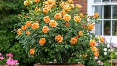 Róże – uprawa i wymagania 7