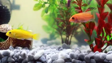 Jak działa filtr zewnętrzny do akwarium? 11