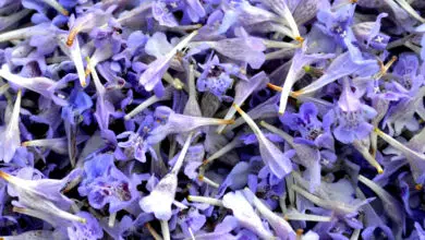 Kocimiętka w ogrodzie – najważniejsze informacje 12