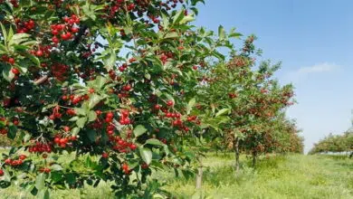 Wiśnie i czereśnie - wszystko, co musisz wiedzieć o ich odmianach 1