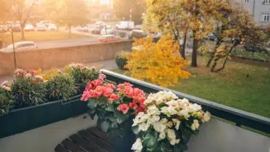 Piękne kwiaty na balkon i taras 9