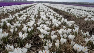 Krokusy – jak wybrać cebulki szafranu? 4