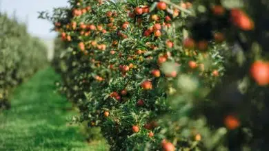 Dlaczego warto posiadać drzewa owocowe w ogrodzie? 2