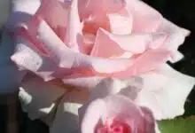 Róża Wielkokwiatowa