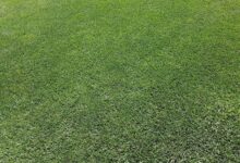 Na co zwracać uwagę kupując sprzęt do pielęgnacji trawnika? 27