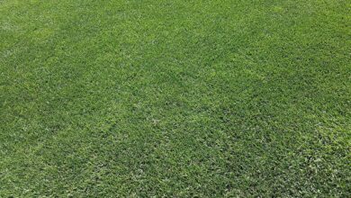 Na co zwracać uwagę kupując sprzęt do pielęgnacji trawnika? 33 Na co zwracać uwagę kupując sprzęt do pielęgnacji trawnika? 17